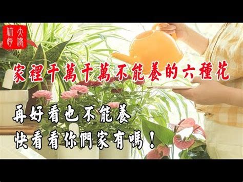 櫻花樹風水